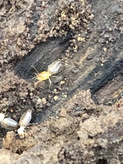 Embiratermes neotenicus