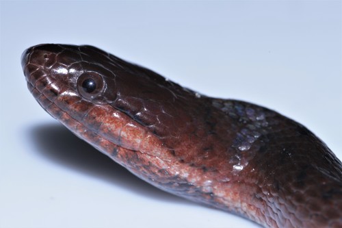 Blackbelly Snake