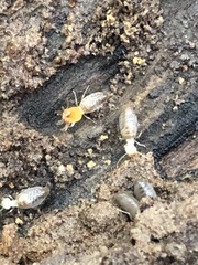 Embiratermes neotenicus