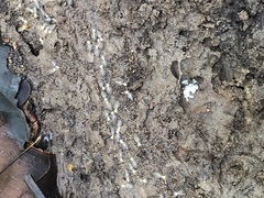 Embiratermes neotenicus