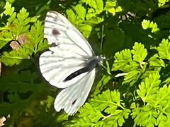 Pieris marginalis venosa