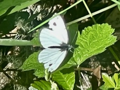 Pieris marginalis venosa