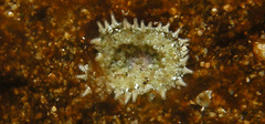 Stichodactyla