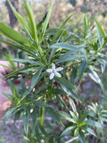 Capraria mexicana (Capraria mexicana)