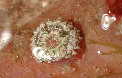 Stichodactyla