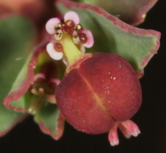 Euphorbia vermiculata