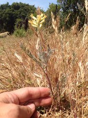 Astragalus asymmetricus