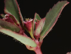 Euphorbia vermiculata