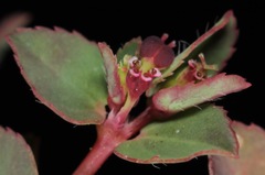 Euphorbia vermiculata