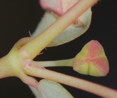 Euphorbia vermiculata
