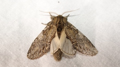 Peridea anceps
