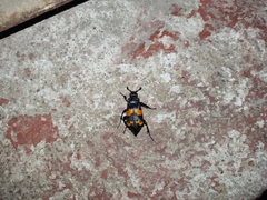Nicrophorus mexicanus