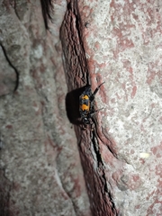 Nicrophorus mexicanus