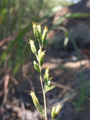 Ageratella microphylla