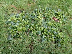 Ajuga reptans