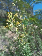 Ageratella microphylla