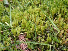 Rhytidiadelphus squarrosus