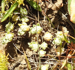 Psilocarphus tenellus