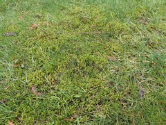 Rhytidiadelphus squarrosus