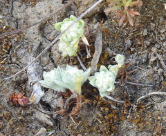 Psilocarphus tenellus