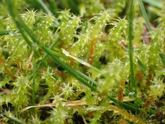 Rhytidiadelphus squarrosus