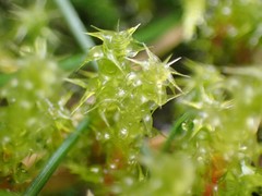 Rhytidiadelphus squarrosus