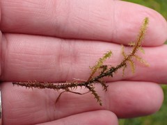 Rhytidiadelphus squarrosus