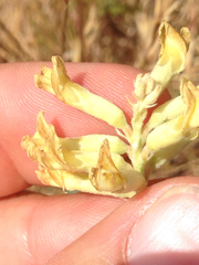 Astragalus asymmetricus