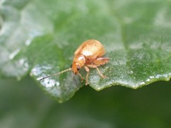 Longitarsus jacobaeae