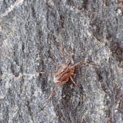 Opiliones
