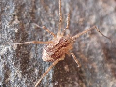 Opiliones