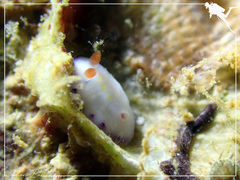 Goniobranchus aureopurpureus