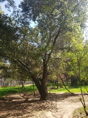 Quercus agrifolia