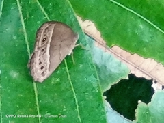 Mycalesis perseoides