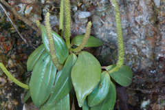 Peperomia sanjoseana
