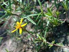 Wedelia greenmanii