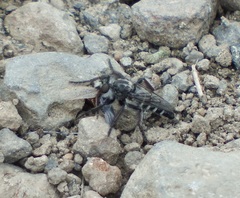 Cyrtopogon