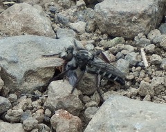 Cyrtopogon