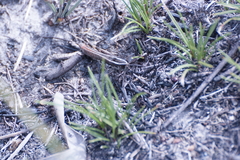 Macrotona securiformis