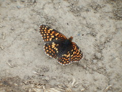 Chlosyne acastus sterope