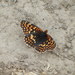 Palouse Checkerspot - Photo (c) Nicholas Sly, some rights reserved (CC BY-NC), uploaded by Nicholas Sly