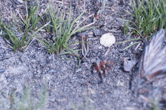 Macrotona securiformis