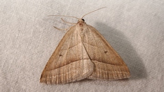 Petrophora chlorosata