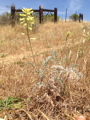 Astragalus asymmetricus