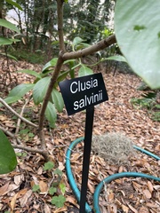 Clusia salvinii