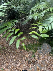 Zamia nesophila