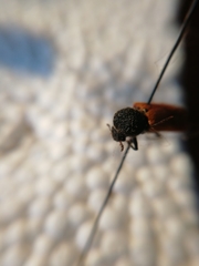 Bostrichus capucinus