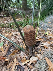 Zamia nesophila