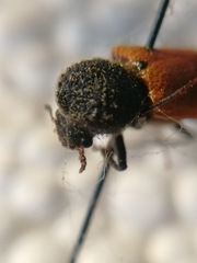 Bostrichus capucinus