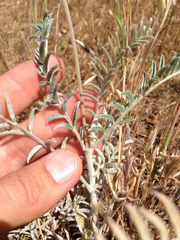 Astragalus asymmetricus